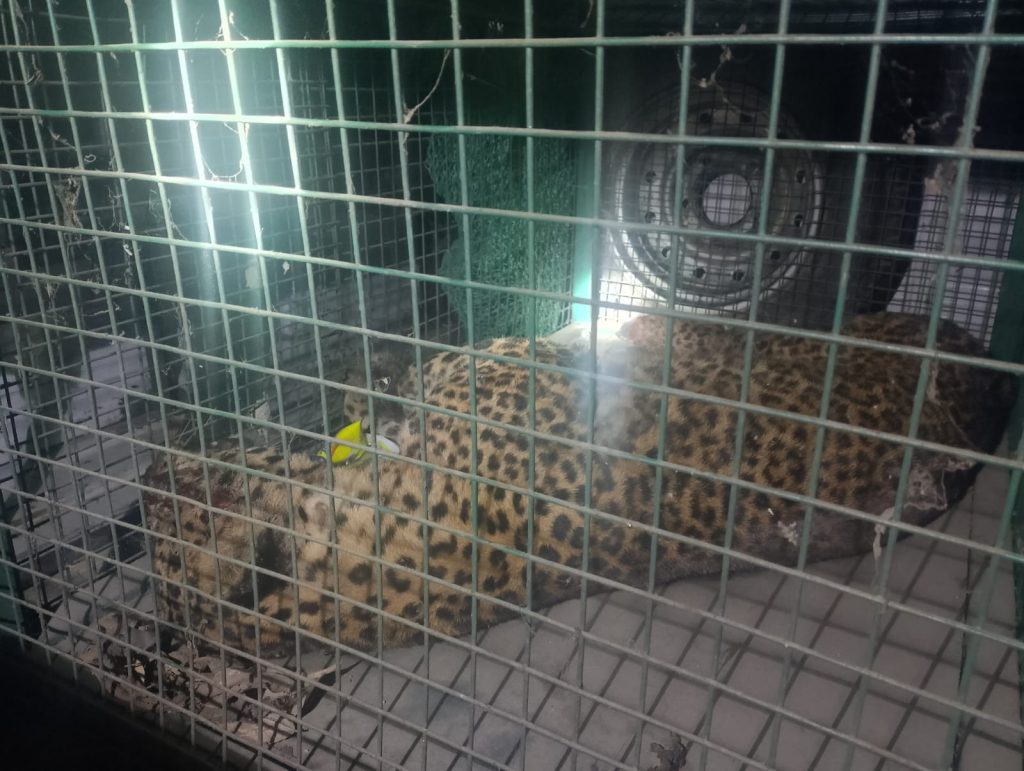 झापामा चितुवाको आक्रमणबाट सशस्त्र प्रहरीसहित चार घाइते, स्थानीयको कुटाइबाट चितुवाको मृत्यु